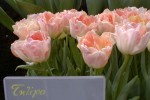 [Orange Lady (Charming Lady) .jpg]
